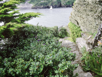 Seaside Garden, View Along Garden Path To Sea Headland Garden, Corwall, Uk by Mark Bolton Pricing Limited Edition Print image