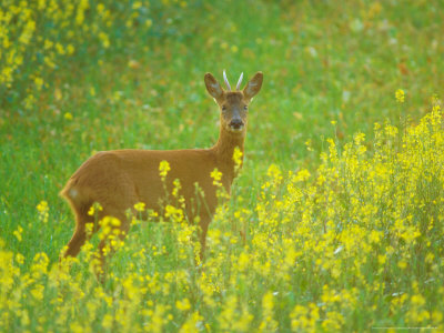 Roe Deer, Standing by David Boag Pricing Limited Edition Print image