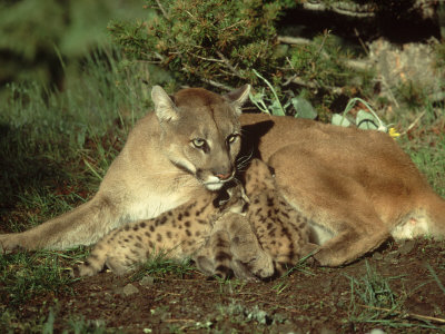 Mountain Lion, Felis Concolor Female With Her Cubs, Montana by Alan And Sandy Carey Pricing Limited Edition Print image