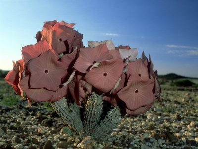 Hoodia Species, Namib Desert by Michael Fogden Pricing Limited Edition Print image