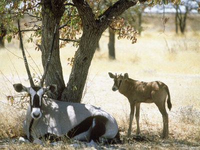 Gemsbok, Female With Young, Namibia by Patricio Robles Gil Pricing Limited Edition Print image