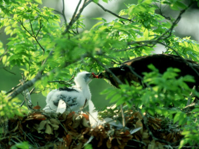 Ornate Hawk-Eagle, Feeding Chick, Mexico by Patricio Robles Gil Pricing Limited Edition Print image