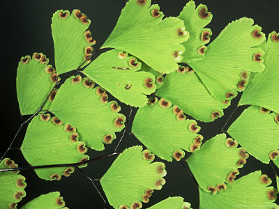 Maidenhair Fern, Fronds With Spores by Bob Gibbons Pricing Limited Edition Print image