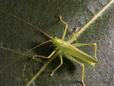 Oak Bush-Cricket, Male On Leaf by Bob Gibbons Pricing Limited Edition Print image