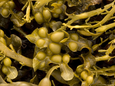 Bladder Wrack, Seaweed by Bob Gibbons Pricing Limited Edition Print image