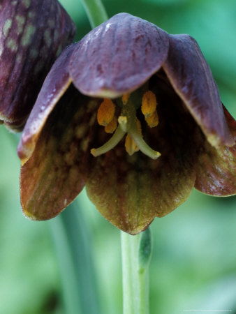 Fritillaria Davisii by Chris Burrows Pricing Limited Edition Print image