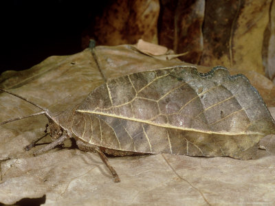 Leaf-Like Katydid, Trinidad by Oxford Scientific Pricing Limited Edition Print image