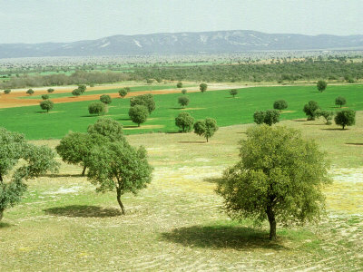 Spring, Ciudad Real, Spain by Antinolo Jorge Sierra Pricing Limited Edition Print image