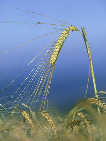 Barley, Montrose, Scotland by Niall Benvie Pricing Limited Edition Print image