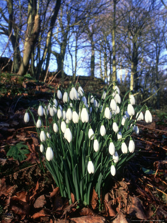 Snowdrop In Beech Wood, Angus, Scotland by Niall Benvie Pricing Limited Edition Print image