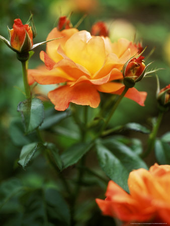 View Of Apricot Orange Flowers And Opening Buds, Rosa (Rose) Harwelcome by Pernilla Bergdahl Pricing Limited Edition Print image