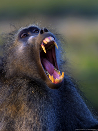 Chacma Baboon, Yawning, Kruger National Park, South Africa by Roger De La Harpe Pricing Limited Edition Print image
