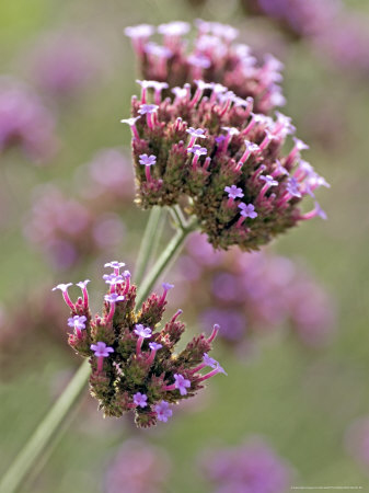 Verbena Bonariensis by Kidd Geoff Pricing Limited Edition Print image