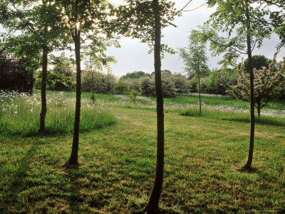 Fraxinus (Ash), Mown Area Of Wild Flower Meadow Containing A Copse by Fiona Mcleod Pricing Limited Edition Print image