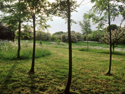 Fraxinus (Ash), Mown Area Of Wild Flower Meadow Containing A Copse by Fiona Mcleod Pricing Limited Edition Print image