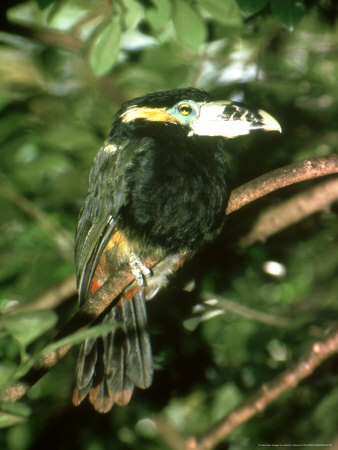 Spot-Billed Toucanette, Selendera Maculirostris by James H. Robinson Pricing Limited Edition Print image