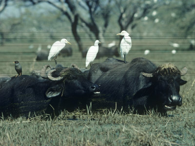 Buffalo, With Cattle Egrets, India by Mike Framptom-Price Pricing Limited Edition Print image