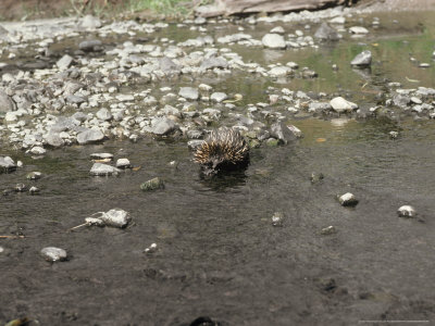 Short-Beaked Echidna, Crossing Stream, Australia by Jen And Des Bartlett Pricing Limited Edition Print image