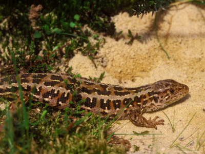 Sand Lizard, Female by David Boag Pricing Limited Edition Print image