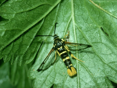 Clearwing Moth, Wasp Mimic, Uk by Waina Cheng Pricing Limited Edition Print image