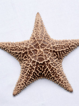 Starfish by Matthew Borkoski Pricing Limited Edition Print image