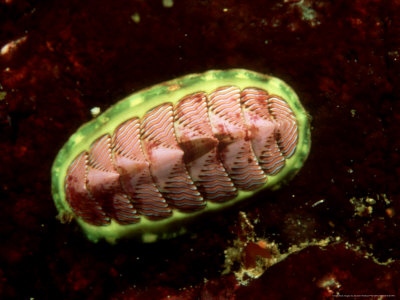 Lined Chiton, British Columbia, Canada by David B. Fleetham Pricing Limited Edition Print image