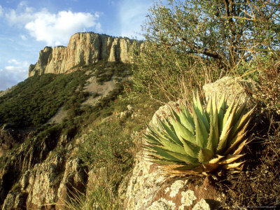 Landscape, Coahuila, Mexico by Patricio Robles Gil Pricing Limited Edition Print image