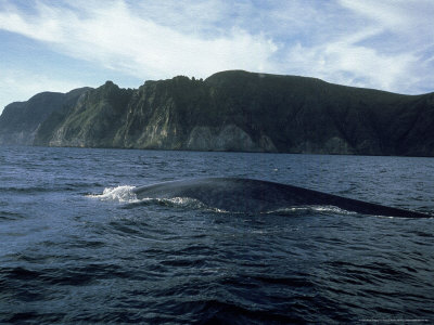 Blue Whale, Surfacing, Gulf Of California by Patricio Robles Gil Pricing Limited Edition Print image