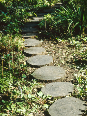Stepping Stone Path Made Of Circular Cross Sections Of Tree Trunk by Linda Burgess Pricing Limited Edition Print image