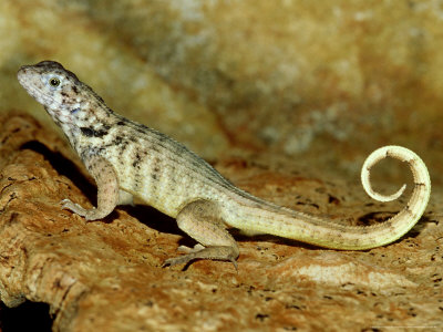 Yellow Curlytail Lizard, Leiocephalus Carinatus Juvenile Cuba by Brian Kenney Pricing Limited Edition Print image