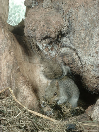 Grey Squirrel, Making Drey With Bracken by Oxford Scientific Pricing Limited Edition Print image