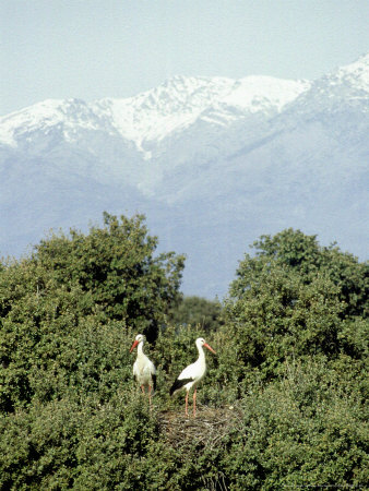 White Stork, Spain by Antinolo Jorge Sierra Pricing Limited Edition Print image