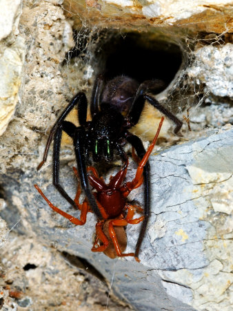 Tube Web Spider, Female Attacking A Big-Fanged Woodlouse Spider, Genoa, Italy by Emanuele Biggi Pricing Limited Edition Print image