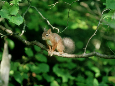 Red Squirrel, Sciurus Vulgaris by Chris Knights Pricing Limited Edition Print image