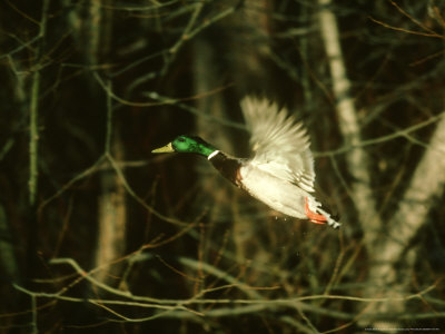 Mallard, Drake, Montana by Alan And Sandy Carey Pricing Limited Edition Print image