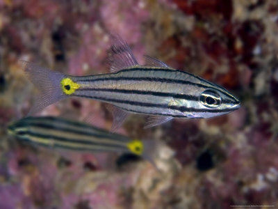 Five-Lined Cardinalfish, Mabul Island, Malaysia by David B. Fleetham Pricing Limited Edition Print image