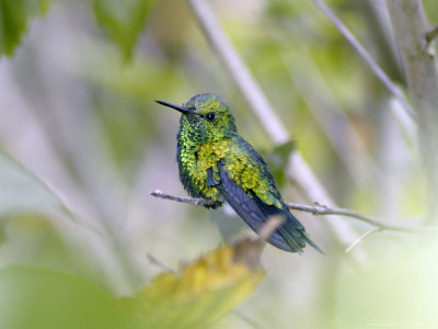 Garden Emerald Hummingbird, Male Perched At The Forest Edge, Pacific Slope Of Southern Costa Rica by Michael Fogden Pricing Limited Edition Print image
