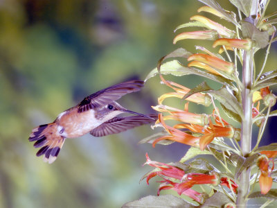 Magenta-Throated Woodstar, Female At Lobelia Laxiflora, Costa Rica by Michael Fogden Pricing Limited Edition Print image