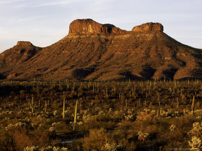 Sonora Desert, Arizona, Usa by Patricio Robles Gil Pricing Limited Edition Print image