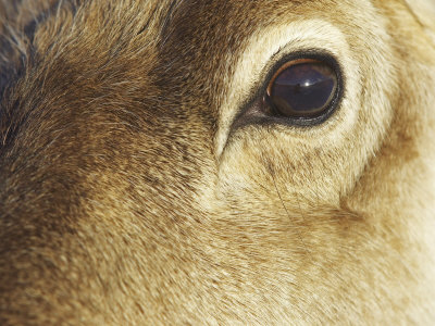 Reindeer, Close Up Of Eye, Scotland by Mark Hamblin Pricing Limited Edition Print image