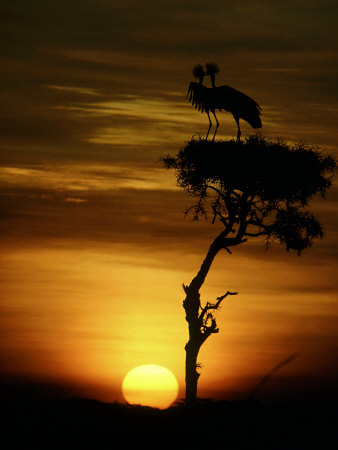 Crowned Cranes At Sunrise, Kenya by David W. Breed Pricing Limited Edition Print image