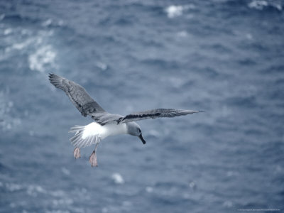 Grey-Headed Albatross In Flight, South Georgia by Ben Osborne Pricing Limited Edition Print image