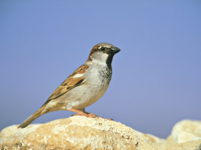 House Sparrow, Male by Niall Benvie Pricing Limited Edition Print image