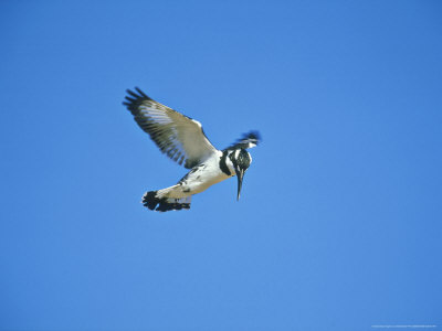 Lesser Pied Kingfisher, Hunting, Israel by Niall Benvie Pricing Limited Edition Print image