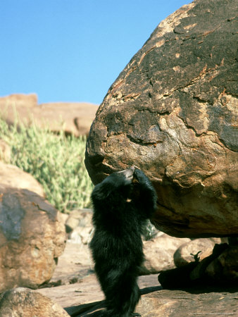 Sloth Bear, Standing, India by Vivek Sinha Pricing Limited Edition Print image