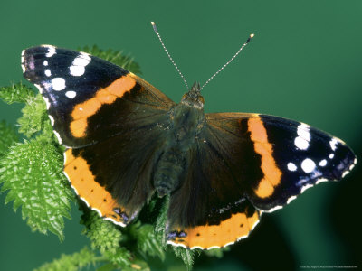 Red Admiral, Portugal by Paulo De Oliveira Pricing Limited Edition Print image