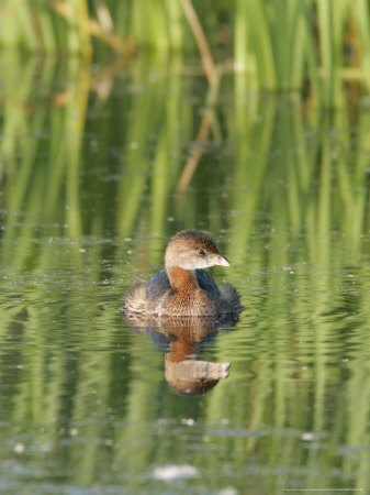 Pied-Billed Grebe, Ile Bizard Nature Park, Quebec, Canada by Robert Servranckx Pricing Limited Edition Print image