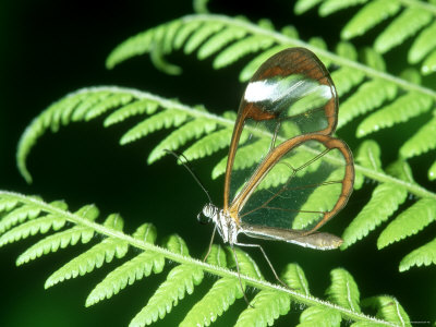 Glasswing Butterfly, Cloud Forest, Costa Rica by Michael Fogden Pricing Limited Edition Print image