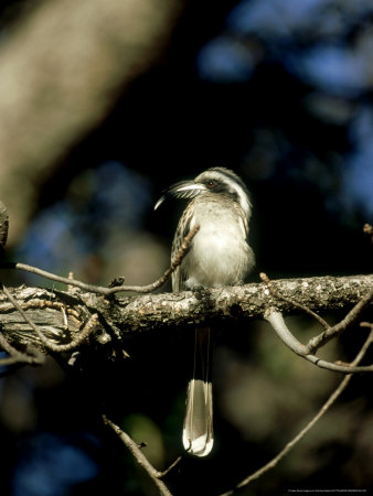 Grey Hornbill, Perching, Botswana by Patricio Robles Gil Pricing Limited Edition Print image