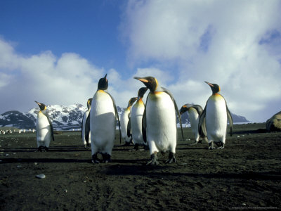 King Penguin, Group, South Georgia Islands by Patricio Robles Gil Pricing Limited Edition Print image